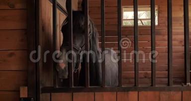 漂亮的纯种马在马厩里，后面有一条金属条，看着镜头。 动物护理。 的概念